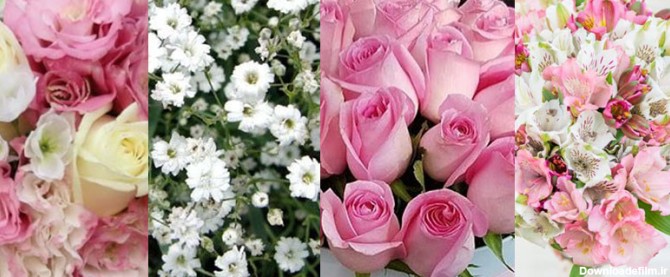 گل‌های باکس گل رویال با رنگ صورتی و سفید