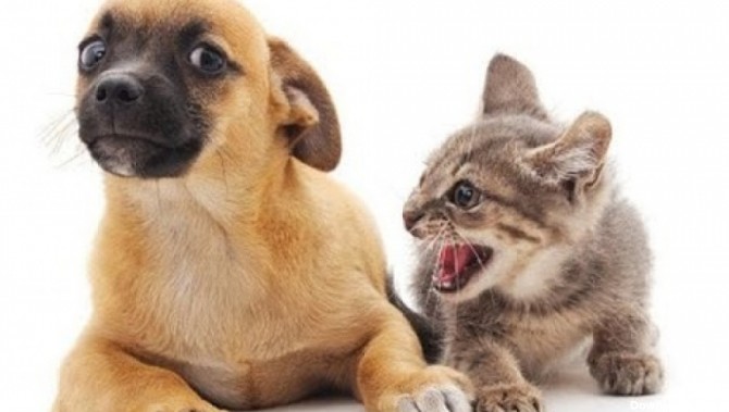 کلیپ خنده دار سگ و گربه | طنز حیوانات خانگی