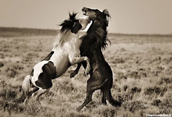 عکس | تصاویر چشم گیر از اسب‌های وحشی در دل طبیعت - خبرآنلاین