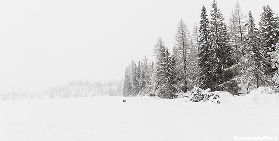 تصویر پس زمینه جنگل در برف و فصل زمستان | فری پیک ایرانی | پیک فری ...