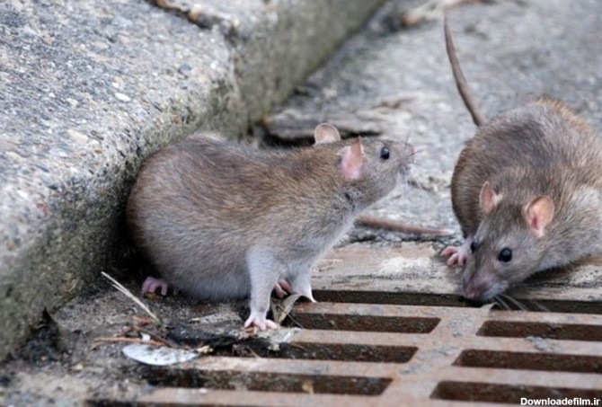 فرارو | موش‌های ترانزیتی در تهران