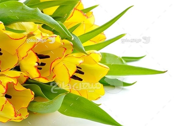عکس گل لاله زرد