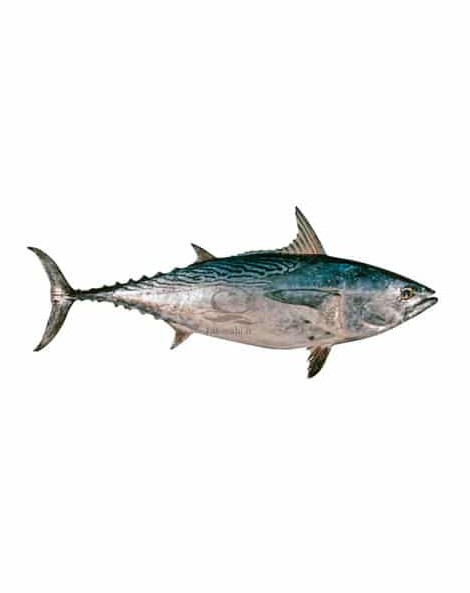 ماهی تازه زرده (ماهی تن) - گروه تجاری تک ماهی