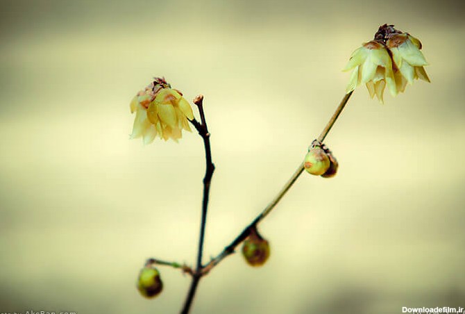 گل یخ - زرد طبیعت - خسروی