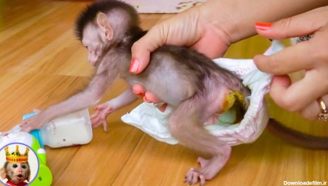 نوزاد میمون - تمیز کردن مادر با آب گرم و صابون