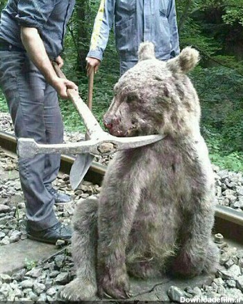 مرگ خرس قهوه ای در سوادکوه +عکس