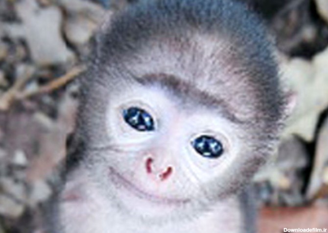 عکس/ بچه میمون چشم‌آبی