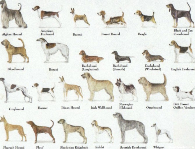 عکس سگها با نژادهای مختلف
