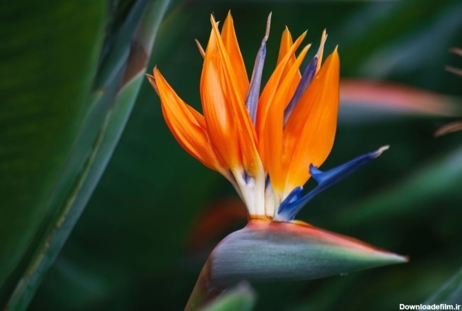 80 عکس زیبای گل استرلیتزیا (پرنده بهشتی) مناسب برای هدیه