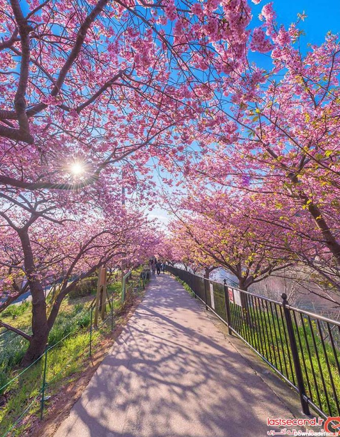 تصاویری از شکوفه های گیلاس زودهنگام در ژاپن | لست‌سکند