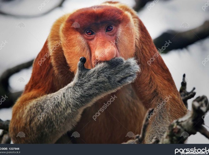 شدت در معرض خطر میمون دماغ دراز nasalis larvatus در درخت نشسته و ...