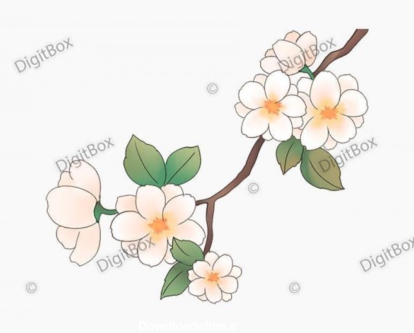 png شکوفه های بهاری - دیجیت باکس - DigitBox