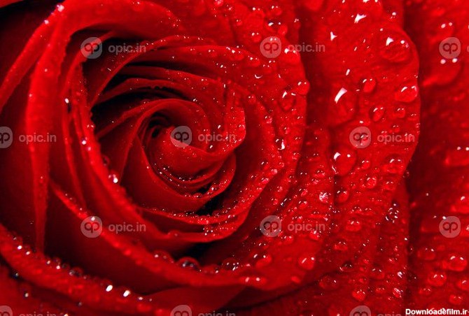 دانلود عکس پس زمینه تبریک گل رز قرمز زیبا از st | اوپیک