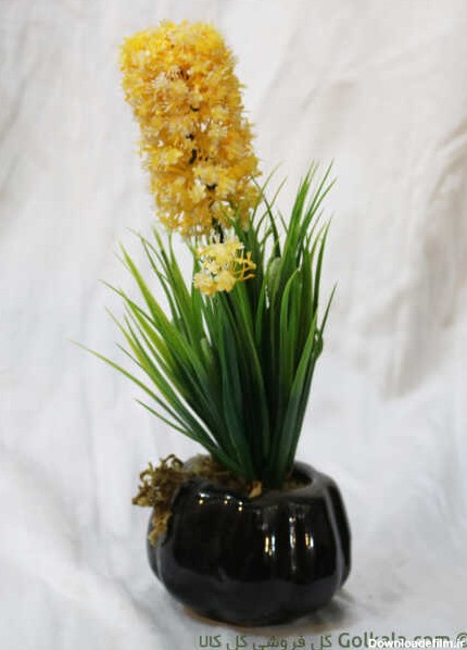 گل سنبل زرد-گل فروشی آنلاین