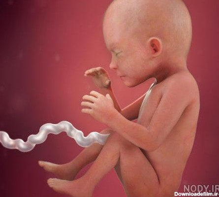 عکس جنین پسر شش ماهه - عکس نودی