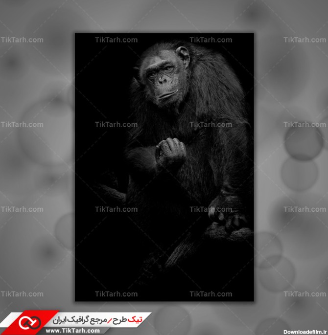 دانلود تصویر با کیفیت میمون سیاه | تیک طرح مرجع گرافیک ایران