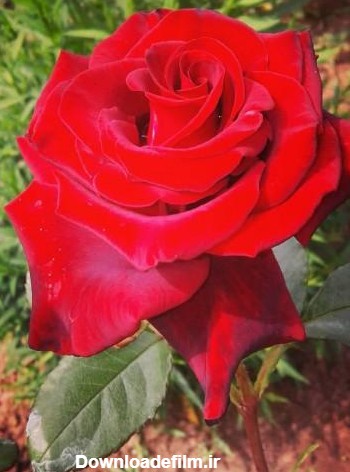 گالری عکس های گل رز قرمز عاشقانه سری اول | عکس گل رز سرخ زیبا
