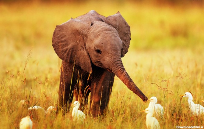 عکس بچه فیل بامزه