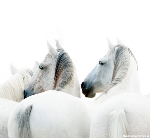 عکس با کیفیت از چند اسب سفید با یال کرمی