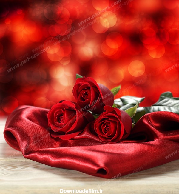عکس با کیفیت سه شاخه گل رز سرخ زیبا بر روی پارچه ساتن قرمز با پس ...