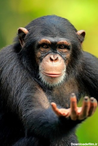 عکس) تولد گونه‌ای نادر و دیدنی از میمون