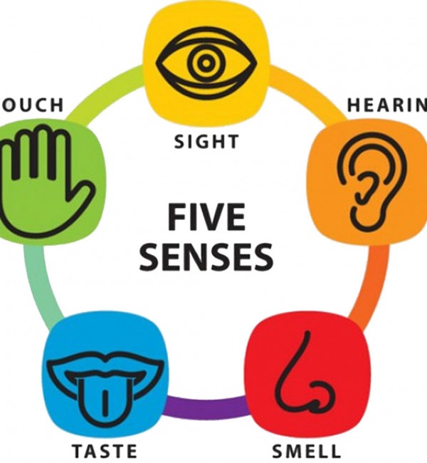 حواس پنجگانه Five Senses به انگلیسی با مثال و ترجمه
