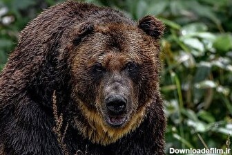 حمله خرس‌ ها به مناطق مسکونی در شمال ژاپن (فیلم)