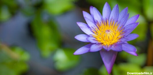 دانلود عکس گل نیلوفر آبی بنفش در حوضچه دریاچه باغ استوایی گل