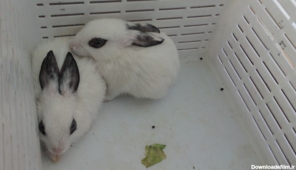 خرگوش های خوشگل من - عکس ویسگون