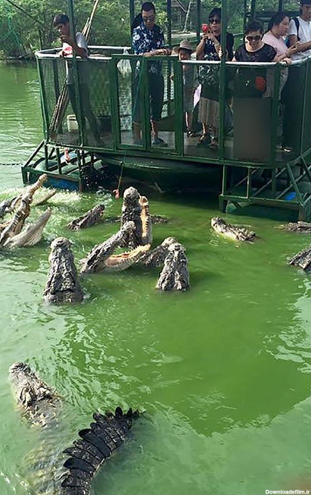وحشتناک ترین مزرعه تمساح ها در تایلند تعطیل شد+ تصاویر