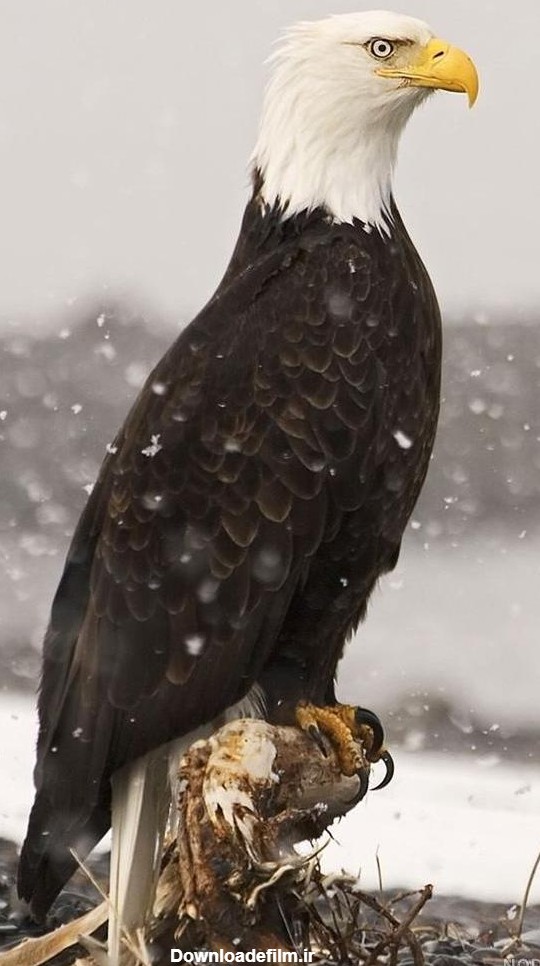 عکس عقاب برای صفحه گوشی - عکس نودی