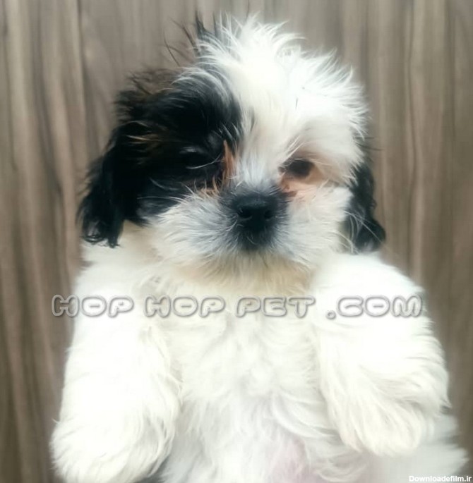 سگ شیتزو سوپر فلت سفید سیاه - فروشگاه هاپ هاپ پت | فروش سگ ...
