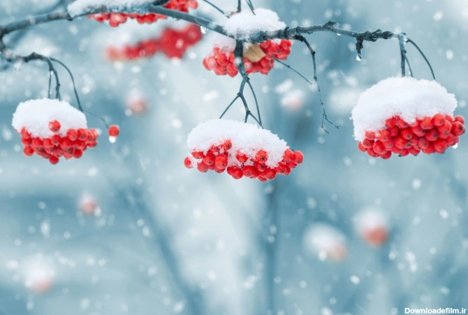 گالری تصاویر طبیعت برای تقویم (فصل زمستان)