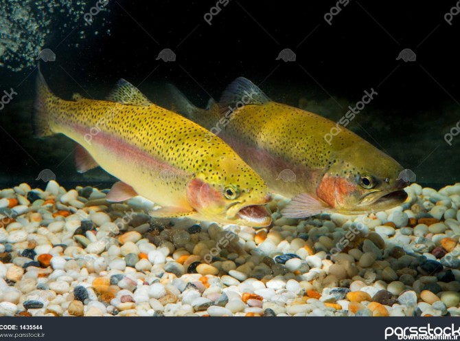 ماهی قزل آلای رنگین کمان 1435544
