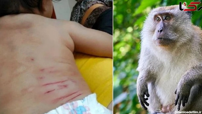 حمله مرگبار میمون به نوزاد ۵ ماهه