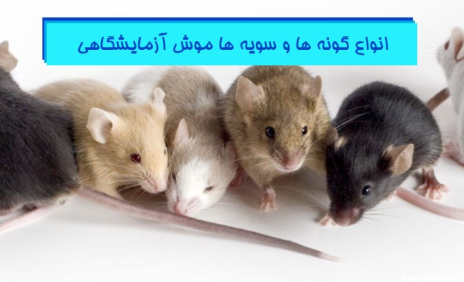 کامل ترین مطلب درباره تفاوت انواع موش ها و رت های آزمایشگاهی ...