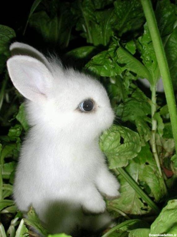 خرگوش مینیاتوری میخام🥺🥲🥲🥲 | تبادل نظر نی نی سایت