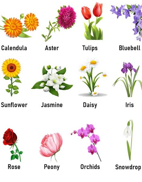 گل به انگلیسی، دسته و ساقه گل، گلم، گل و لای و عبارات مرتبط - چرب زبان