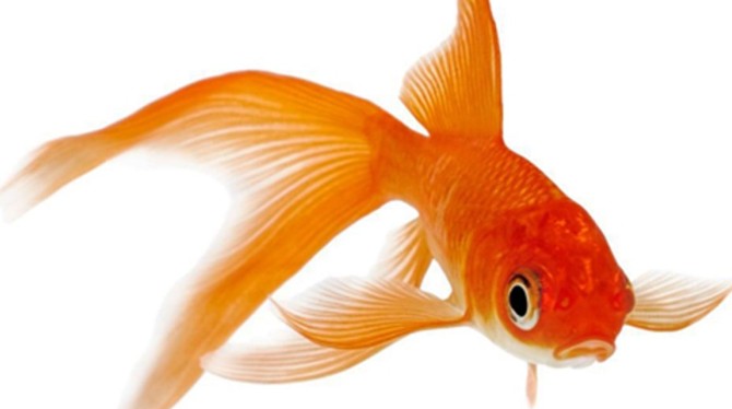 غذای ماهی قرمز برای زنده ماندن چیست ؟