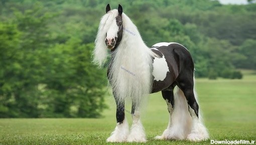 تصاویر زیباترین اسب های جهان - تابناک | TABNAK