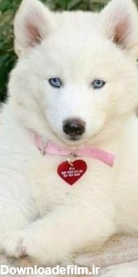 عکس سگ هاسکی برای پروفایل | عکس سگ هاسکی سفید چشم آبی