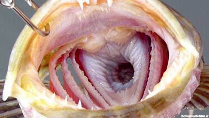 ترسناک ترین ماهی اقیانوس آرام 550 دندان دارد+ عکس