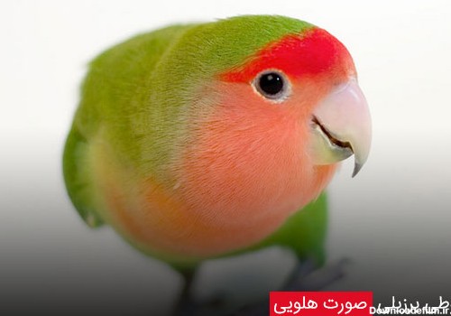طوطی برزیلی صورت هلویی (Rosy-Faced or Peach-Faced Lovebirds ) - چیکن دیوایس