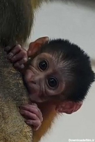 میمون نوزاد