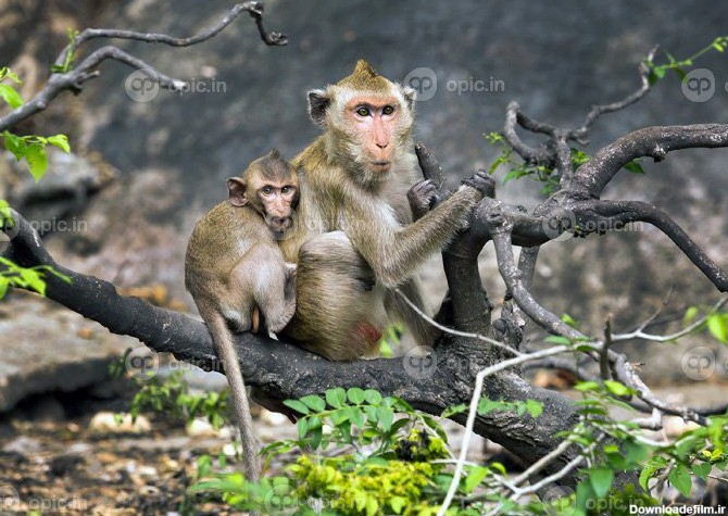 دانلود عکس مادر و بچه میمون در طبیعت | اوپیک