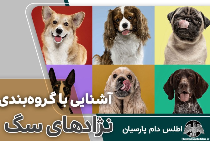 عکس سگها با نژادهای مختلف