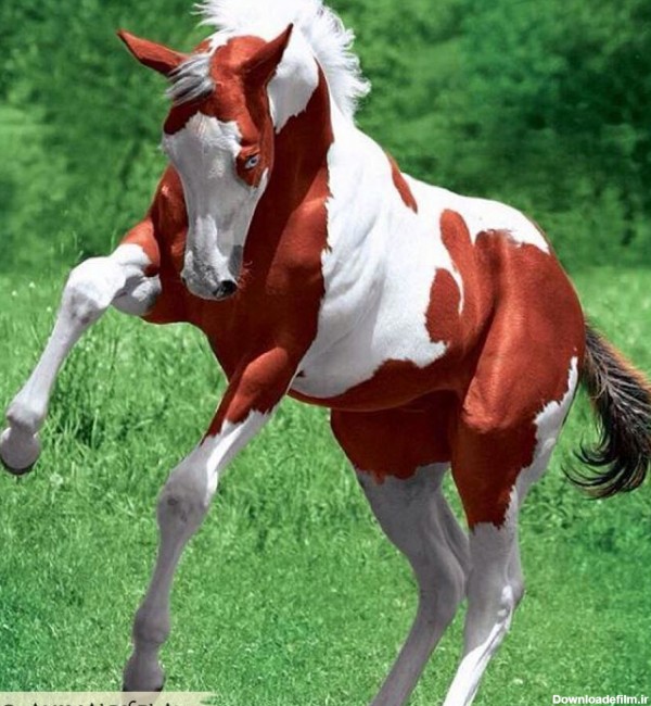 یه اسب خیلی قشنگ - عکس ویسگون