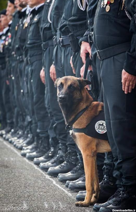 سگ پلیس معروف فرانسوی کشته شد + عکس