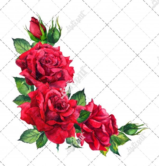 دانلود تصویر با کیفیت گل رز قرمز