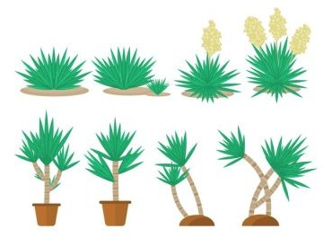 دانلود وکتور اجازه دهید طرح های خود را با این مجموعه از گیاهان یوکا سبز رشد کنند